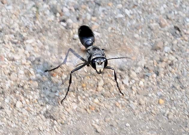 巣の場所を確認するクロアナバチ