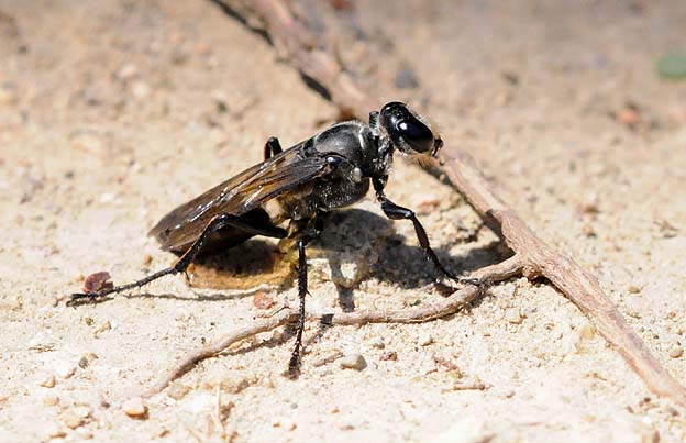 姿を見せたクロアナバチ