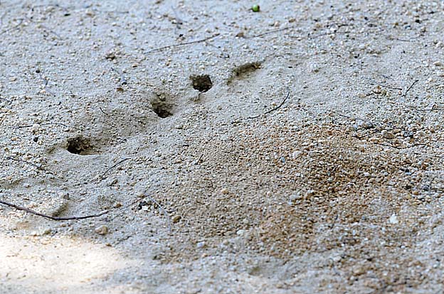 クロアナバチの偽穴