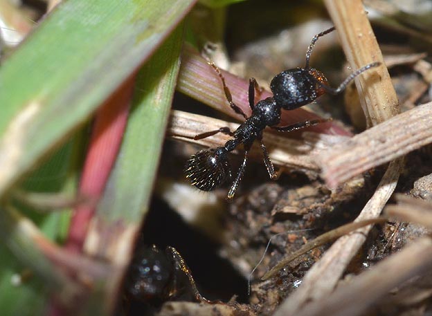 巣から出てくるクロナガアリ