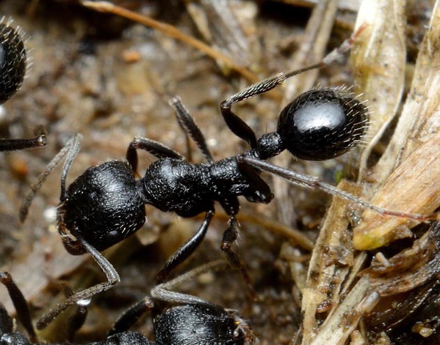 雨の中のクロナガアリ
