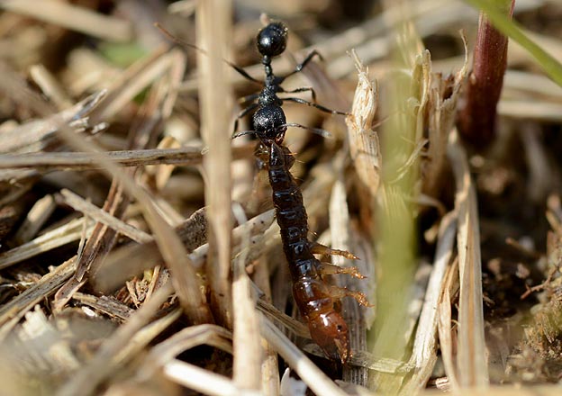 甲虫の幼虫を運ぶクロナガアリ