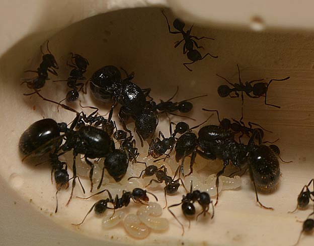 クロナガアリの滋養王ありと幼虫の世話をする働きアリ