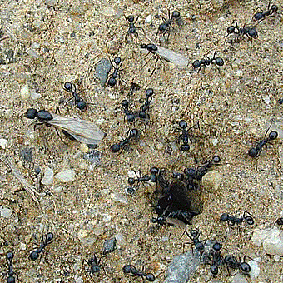 巣から出てきたクロナガアリの羽あり