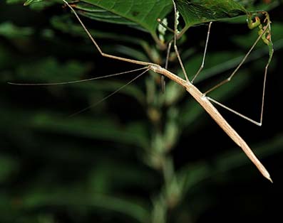 エダナナフシの写真