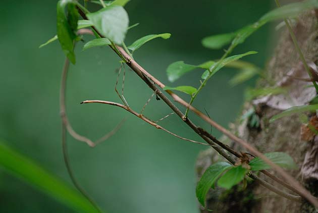 ナナフシモドキの擬装