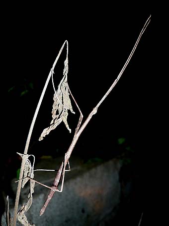 夜のエダナナフシ