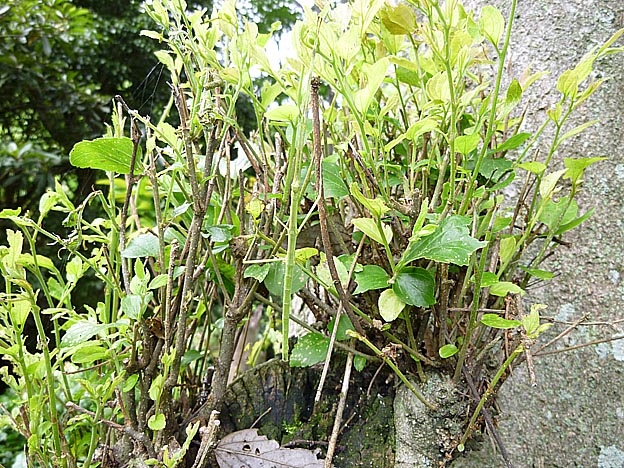 エノキにいるナナフシモドキ