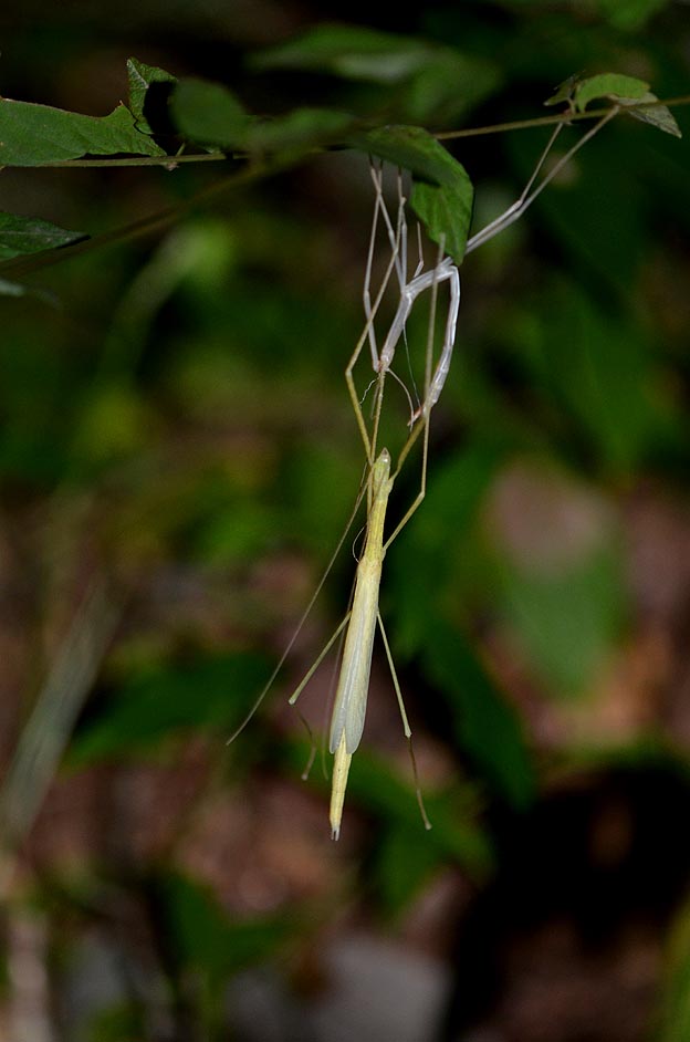 脱皮をするタイワントビナナフシ