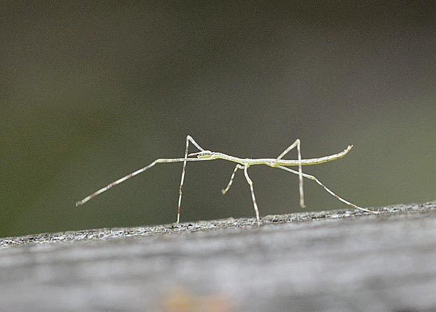 ナナフシモドキの1齢幼虫