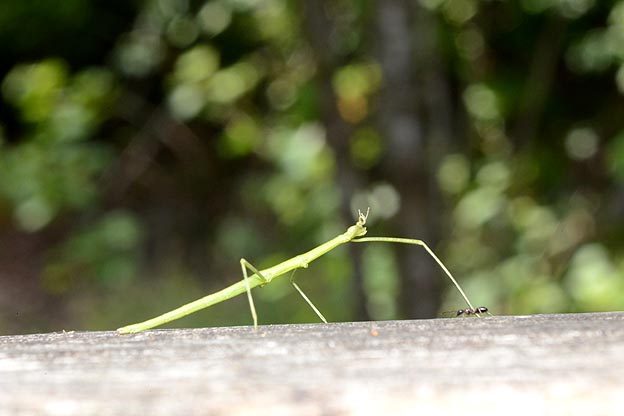 大きくなったナナフシモドキ