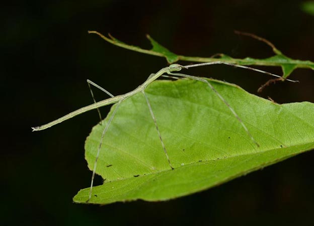 サクラの洋上のナナフシモドキ幼虫