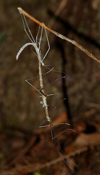 エダナナフシの羽化(脱皮)