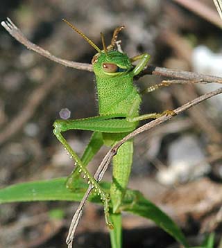 ツチイナゴの幼虫
