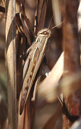 成虫で越冬するバッタ…ツチイナゴ