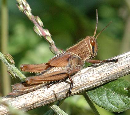 赤褐色のツチイナゴ幼虫