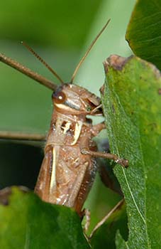 クズが好きなツチイナゴ