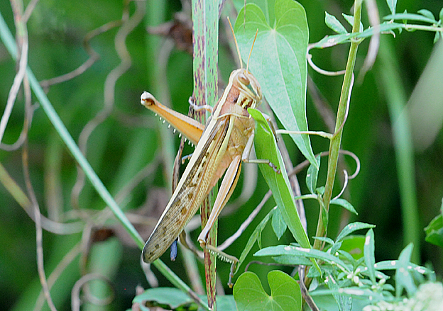 晩夏のツチイナゴの成虫