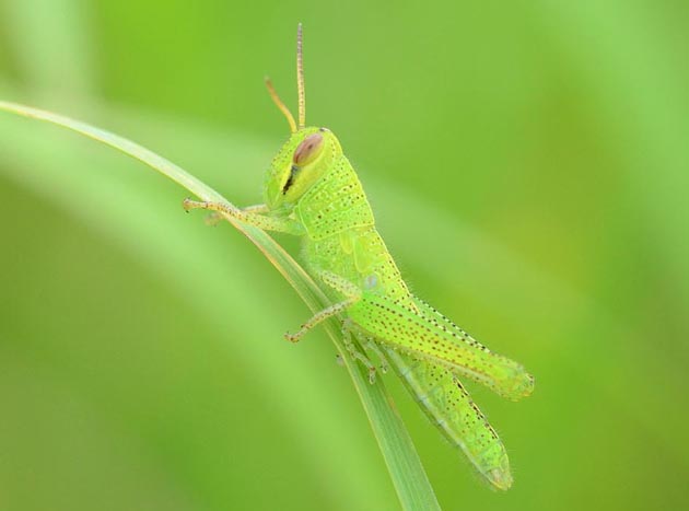 黄緑色のツチイナゴ幼虫