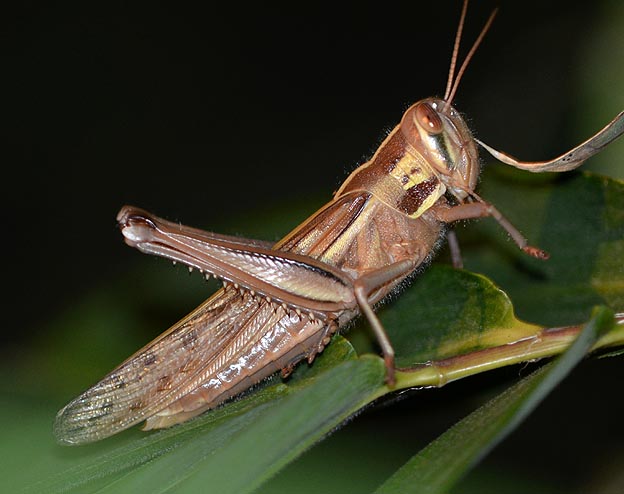 夜のツチイナゴ