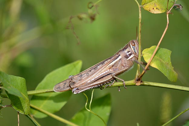 オオバクサフジにとまるツチイナゴ