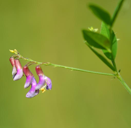 オオバクサフジの花
