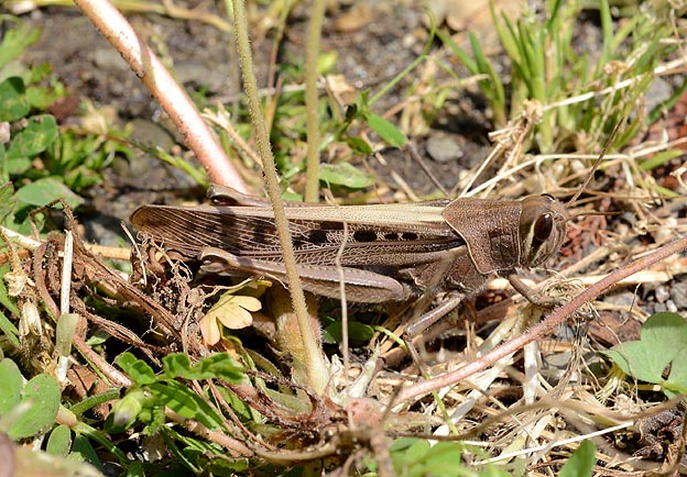 花壇にいたツチイナゴ