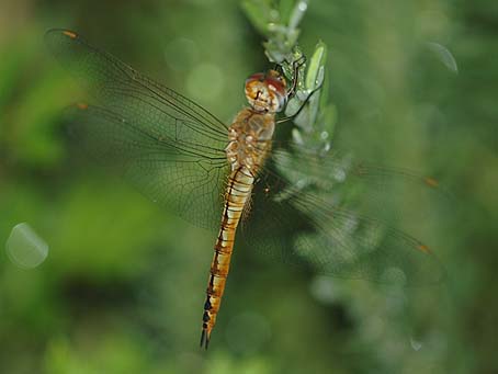 眠るウスバキトンボ