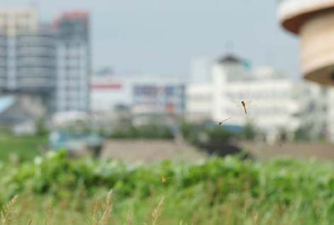 河川敷を飛ぶウスバキトンボ
