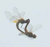 連結して飛ぶウスバキトンボ