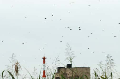 100ぴき以上のウスバキトンボ