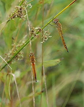 昼、草に止まって休むウスバキトンボ