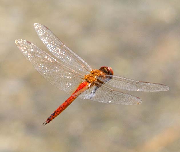 飛翔中のウスバキトンボ