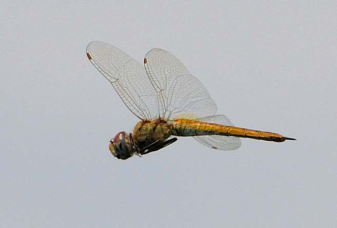 飛んでいるウスバキトンボ