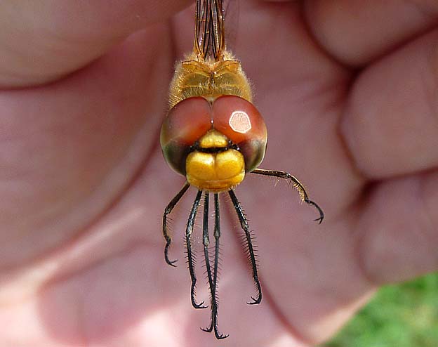 ウスバキトンボの顔のアップ