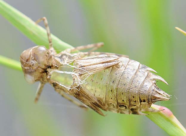 ウスバキトンボの羽化殻