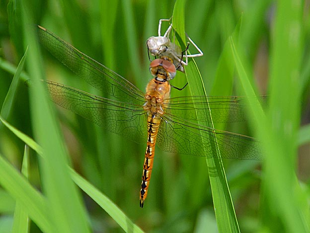 羽化後のウスバキトンボ