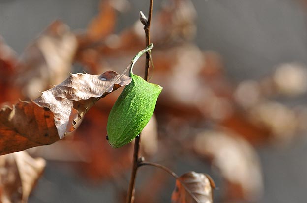 ウスタビガの繭