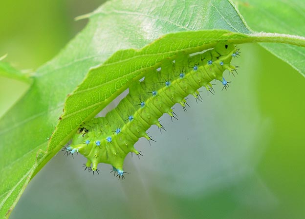 ウスタビガの幼虫