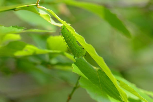 コナラにいたウスタビガの幼虫