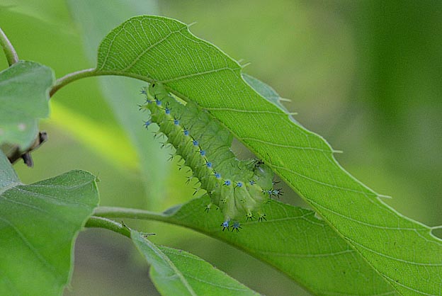 小さい方のウスタビガの幼虫