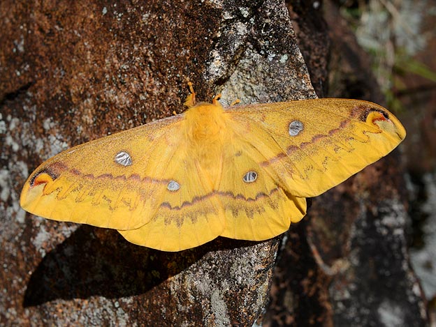 ウスタビガのメスの成虫