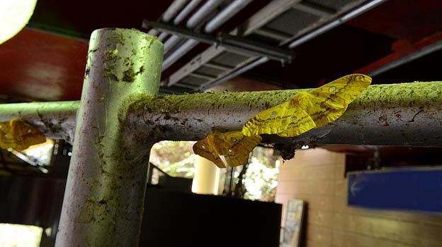 光に集まったウスタビガ