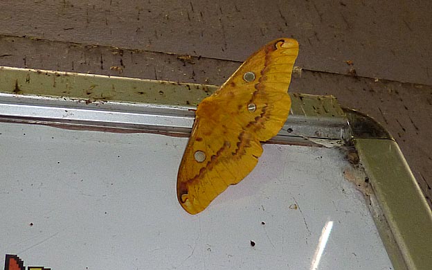 ウスタビガのメス