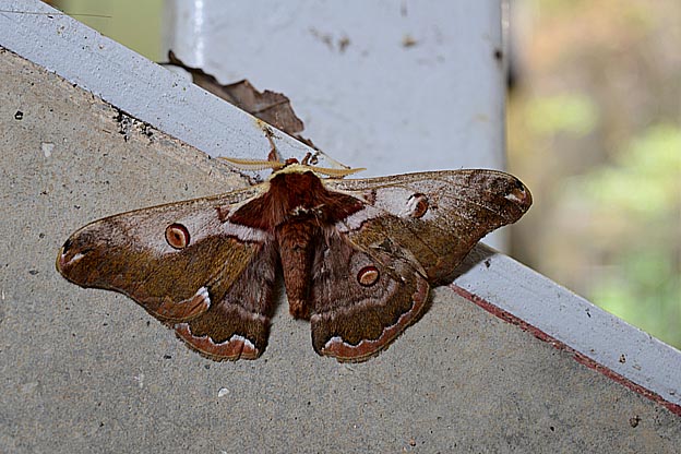 ウスタビガのオスの写真