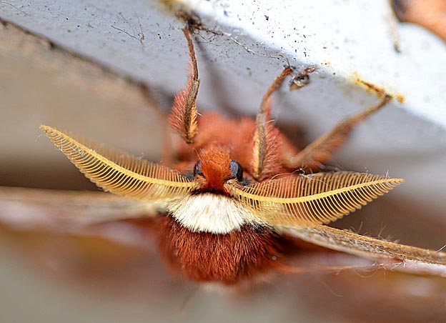 ウスタビガのオスの触角