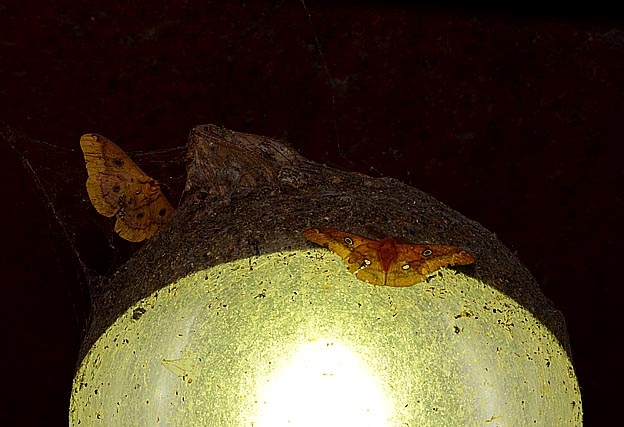 ウスタビガのオスとメス