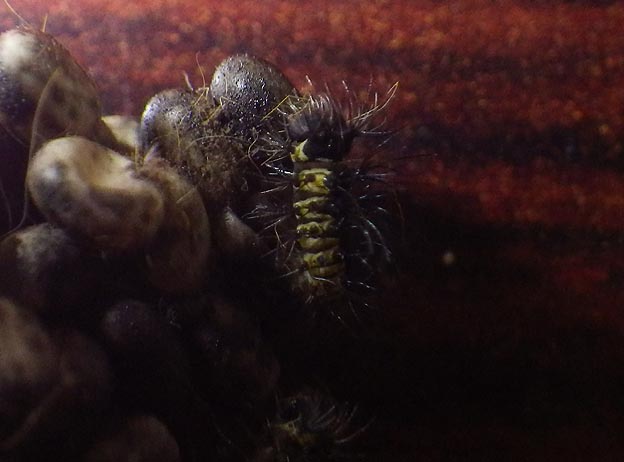 ウスタビガの孵化直後の幼虫