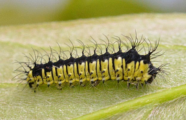 ウスタビガの2齢幼虫