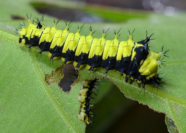ウスタビガの幼虫